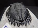 Trilobite - Squelette fossile - Hollardops misocrestata -, Collections