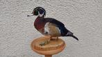 Eend Taxidermie volledige montage - Wood duck - 30 cm - 30