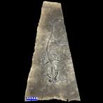 Zeereptiel - Fossiel skelet - Barasaurus besairiei - 89 cm -, Verzamelen, Mineralen en Fossielen