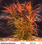 Ludwigia Brevipes In Vitro, Dieren en Toebehoren, Verzenden, Nieuw