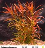 Ludwigia Brevipes In Vitro, Dieren en Toebehoren, Nieuw, Verzenden