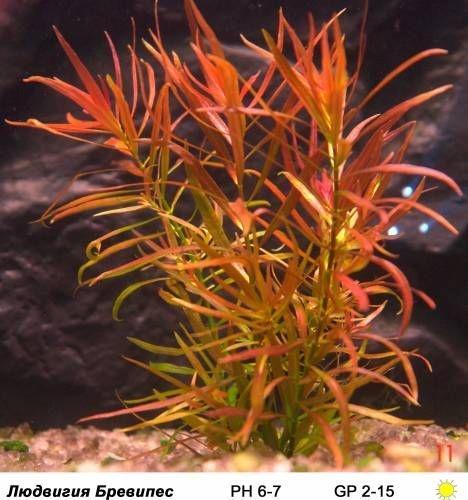 Ludwigia Brevipes In Vitro, Dieren en Toebehoren, Vissen | Aquaria en Toebehoren, Nieuw, Verzenden