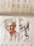 Jean Galbert Salvage - Anatomie du Gladiateur combattant -