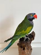 Halsbandparkiet Taxidermie volledige montage - Psittacula, Nieuw