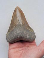 Megalodon - Fossiele tand - 9.6 cm - 7.6 cm