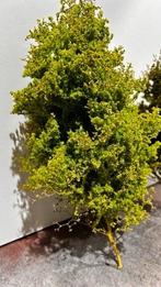 Ultra Realistische modelbouw bomen H0, N, TT - eigen, Nieuw