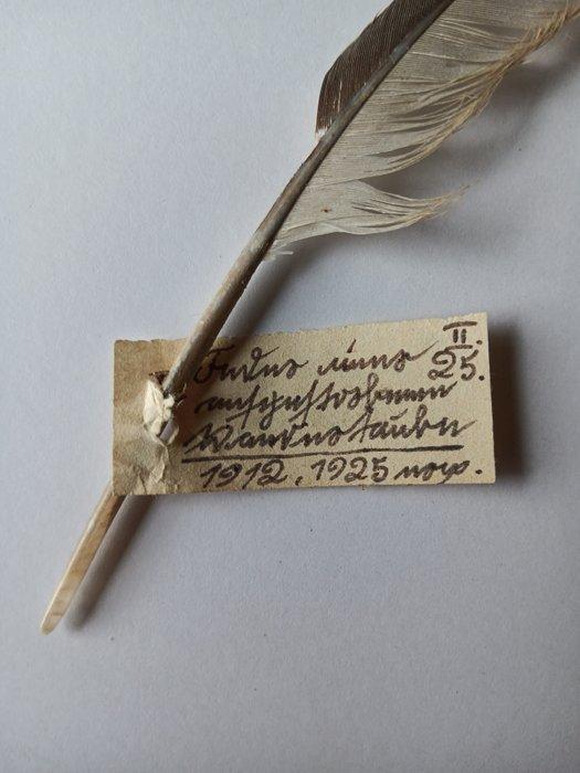 Passagiersduif (Uitgestorven) Taxidermie volledige montage -, Verzamelen, Dierenverzamelingen