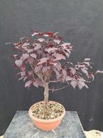 bonsai pissardi (roze bloemen) - Hoogte (boom): 44 cm -