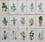 Felice Cassone (1815/ 1854) - Lot. of 15 sheets - Flora