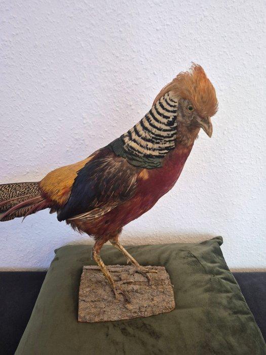 Prachtig gekleurde goudfazant, volledig lichaamspreparaat., Collections, Collections Animaux