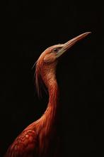 Eric Lespinasse - #20 - Colorful Bird