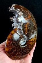 Ammonite - Animal fossilisé - Aioloceras (Cleoniceras), Collections, Minéraux & Fossiles