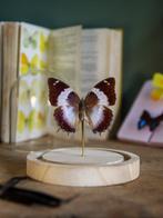 Vlinder Taxidermie volledige montage - Véritable Charaxes, Collections