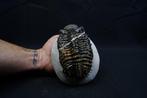 Trilobite épineux - Animal fossilisé - Droptops armatus