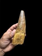 Dinosaurus - Fossiele tand - Spinosaurus Aegyptiacus dente