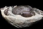 Crabe - Animal fossilisé - Tumidocarcinus giganteus - 18.5