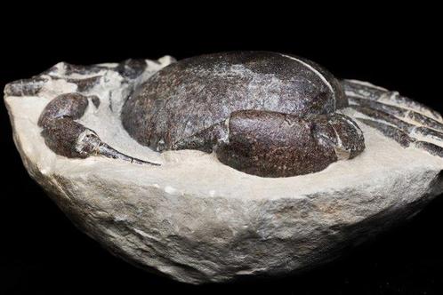 Crabe - Animal fossilisé - Tumidocarcinus giganteus - 18.5, Verzamelen, Mineralen en Fossielen