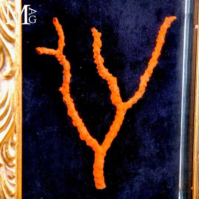 Kostbare rode koraal tak - Oorspronkelijk Sardijns koraal -, Verzamelen, Dierenverzamelingen