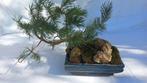 Bonsaï Pin (Pinus) - Hauteur (arbre) : 20 cm - Profondeur