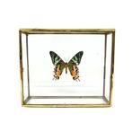 Vlinder Taxidermie volledige montage - Urania ripheus - 5 cm