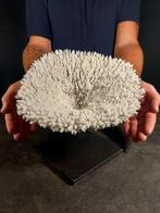 Perfetto en grote corallo tafel regulier. Taxidermie