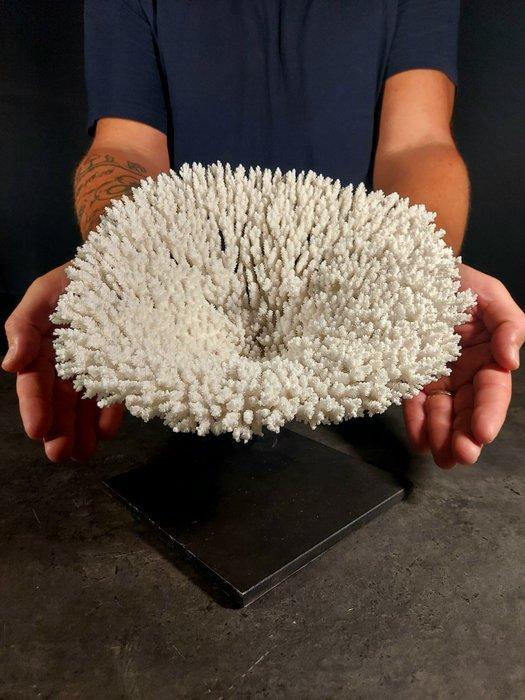 Perfetto en grote corallo tafel regulier. Taxidermie, Antiquités & Art, Curiosités & Brocante