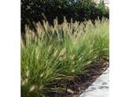 Veiling - 30x Siergras Pennisetum hameln