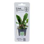 Tropica Cryptocoryne beckettii Petchii (easy), Dieren en Toebehoren, Verzenden, Nieuw