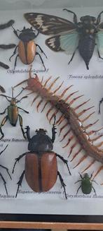 Palamnaeus / Eurypeima spinicrus / Scolopendra morsitans, Antiek en Kunst