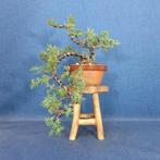 Jeneverbes bonsai (Juniperus) - Hoogte (boom): 16 cm -