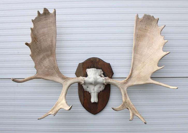 Grote VERZAMELING GEWEIEN en HOORNS - OPGEZETTE KOPPEN, Verzamelen, Dierenverzamelingen, Gewei of Kop, Zo goed als nieuw, Wild dier