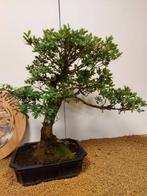 Bonsaï Azalée (Rhododendron) - Hauteur (arbre) : 54 cm -