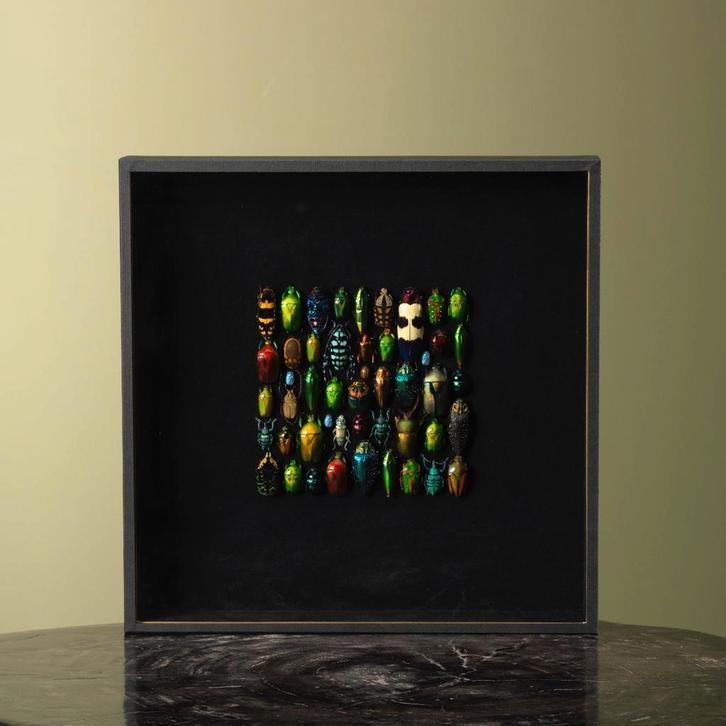 Kevers in Lijst Taxidermie Opgezette Dieren By Max, Verzamelen, Dierenverzamelingen, Opgezet dier, Nieuw, Insect, Ophalen of Verzenden