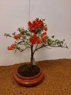 Azalea bonsai (Rhododendron) - Hoogte (boom): 37 cm - Diepte
