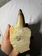 Fossiele tanden - mosasaurus - 13.5 cm - 8 cm (Zonder, Verzamelen