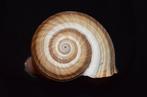 Escargot de mer Coquillage marin - S-138 TONNA AMPULLACEA