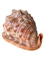 Conque Coquillage marin - Cypraecassis rufa, Nieuw