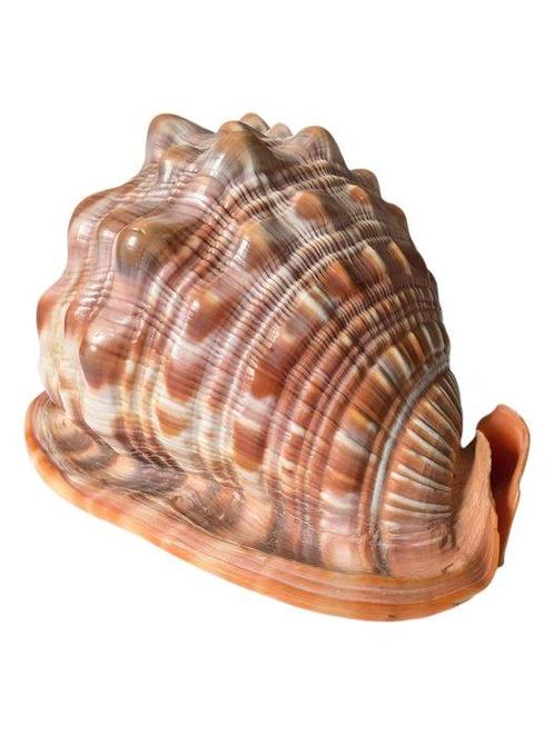 Conque Coquillage marin - Cypraecassis rufa, Verzamelen, Dierenverzamelingen