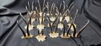 Set of 20 French chamois trophies - Rupicapra rupicapra -