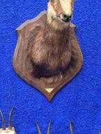 Gems Taxidermie wandmontage - Rupicapra rupicapra - très, Verzamelen, Nieuw
