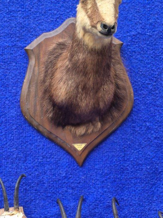 Gems Taxidermie wandmontage - Rupicapra rupicapra - très, Verzamelen, Dierenverzamelingen