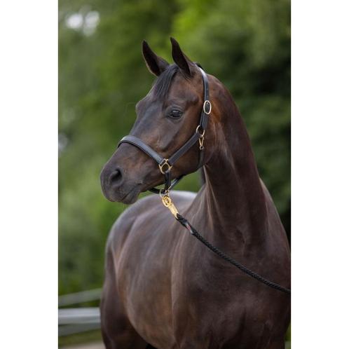 Halster eco, koudbloed, leder - zwart - kerbl, Dieren en Toebehoren, Paarden en Pony's | Overige Paardenspullen, Nieuw