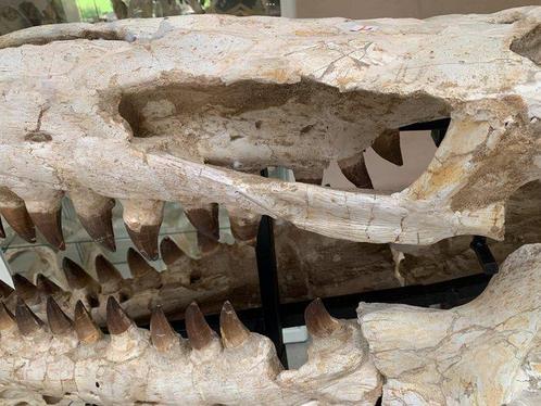 Zeereptiel - Fossiele schedel - Mosasaurus sp. - 85 cm - 121, Verzamelen, Mineralen en Fossielen
