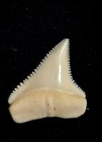 Grand requin blanc Support de corps entier pour taxidermie -