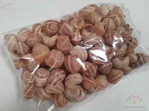 Landsnail small schelpen Naturel 250 gram, Hobby en Vrije tijd, Knutselen, Nieuw