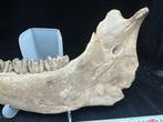 Bizon - Fossiele matrix - Bison priscus jaw - 44 cm - 25 cm