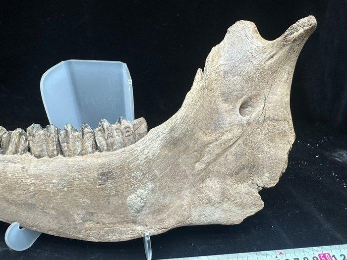Bizon - Fossiele matrix - Bison priscus jaw - 44 cm - 25 cm, Verzamelen, Mineralen en Fossielen