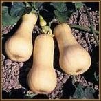 Waltham Butternut pompoen 1000 zaden, Nieuw