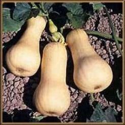 Waltham Butternut pompoen 1000 zaden, Hobby en Vrije tijd, Knutselen, Nieuw