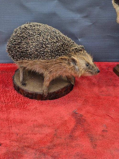 Amur stekelvarken - Vosje Taxidermie volledige montage -, Verzamelen, Dierenverzamelingen